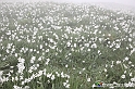 VBS_1185 - Fioritura narcisi a Castelnuovo Nigra 2023